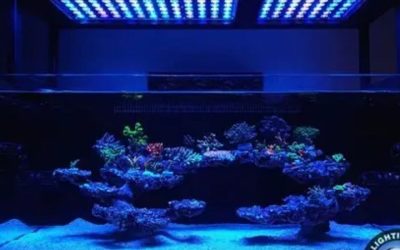Best Reef LED Light for a 24 Inch Tank: Top Smart Picks