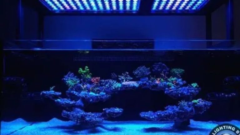 best reef led light for a 24 inch tank