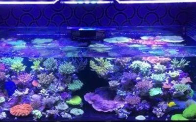 Best Reef LED Light for a 48 Inch Tank: Top Smart Picks