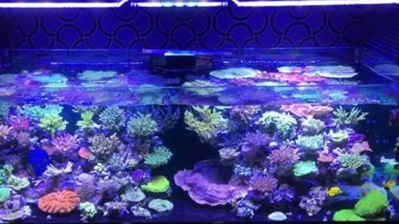 best reef led light for a 48 inch tank