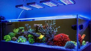 Best Reef LED Light for Beginners: Top Expert Buying Guide