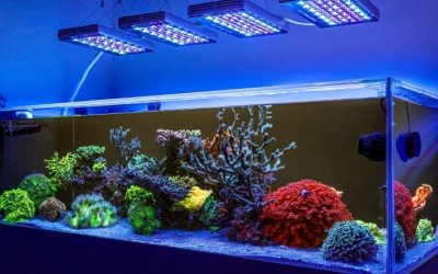 Best Reef LED Light for Beginners: Top Expert Buying Guide