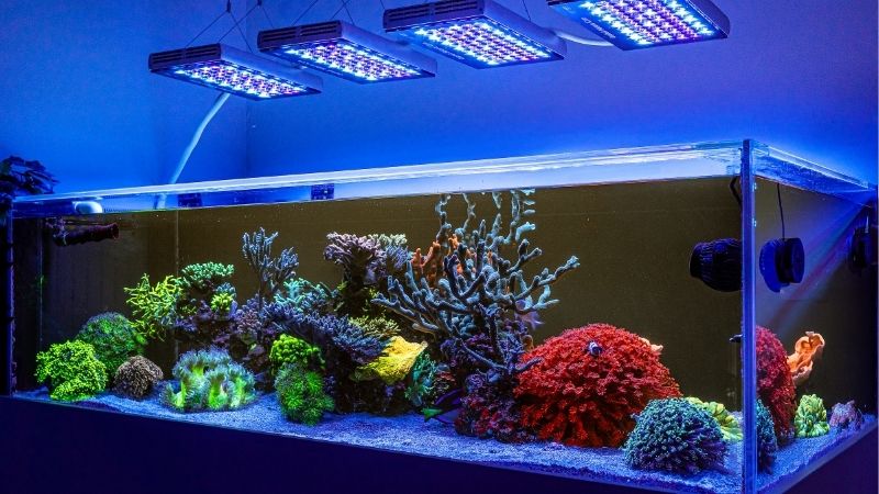 best reef led light for beginners