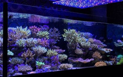 Best Reef LED Light for LPS Corals: Top Expert Buying Guide