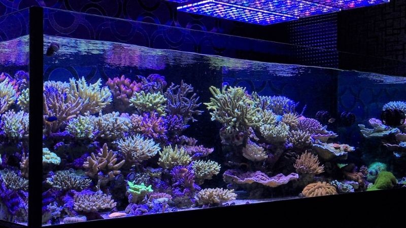 best reef led light for lps corals