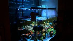 Best Reef LED Light for Soft Corals: Top Expert Buying Guide