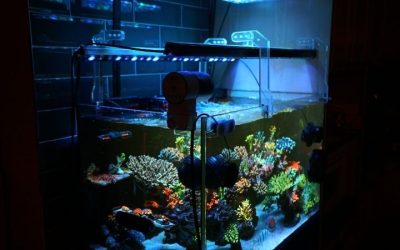Best Reef LED Light for Soft Corals: Top Expert Buying Guide