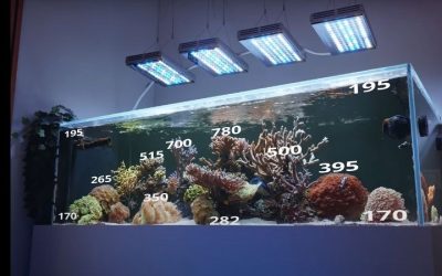 Best Reef LED Light for the Money: Top Expert Buying Guide