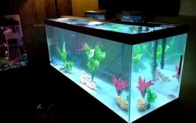 Best Reef Light for a 75 Gallon Tank: Proven Top 4 Picks