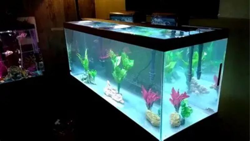 How to Choose Saltwater & Reef Gear