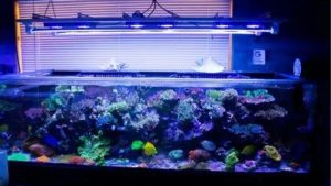 Best Reef Light Schedule for Coral Acclimation: Smart Guide