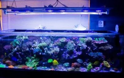 Best Reef Light Schedule for Coral Acclimation: Smart Guide