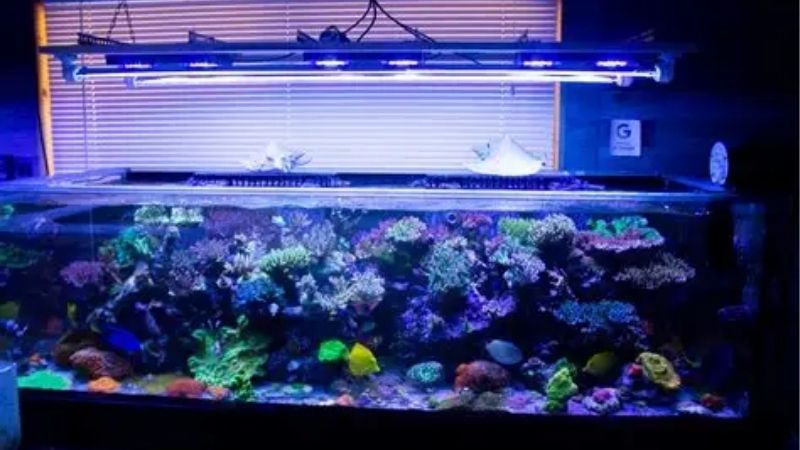 How Coral Light Acclimation Works