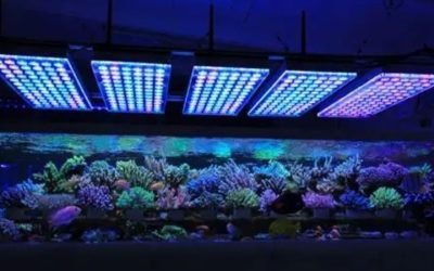 Best Reef Lighting Bundle with Controller: Top Expert Picks