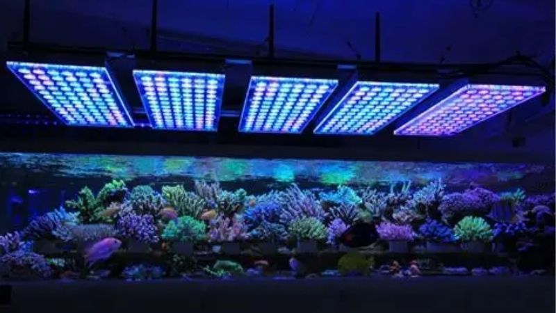 How to Choose Saltwater & Reef Gear