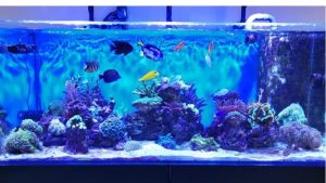 Best Reef Safe Aquarium Light for Corals: Top Top Picks
