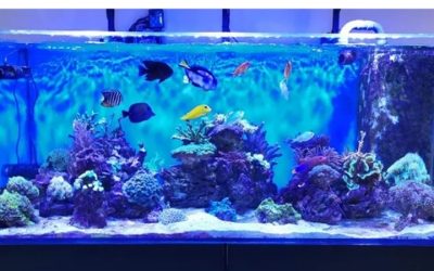 Best Reef Safe Aquarium Light for Corals: Top Tested Picks
