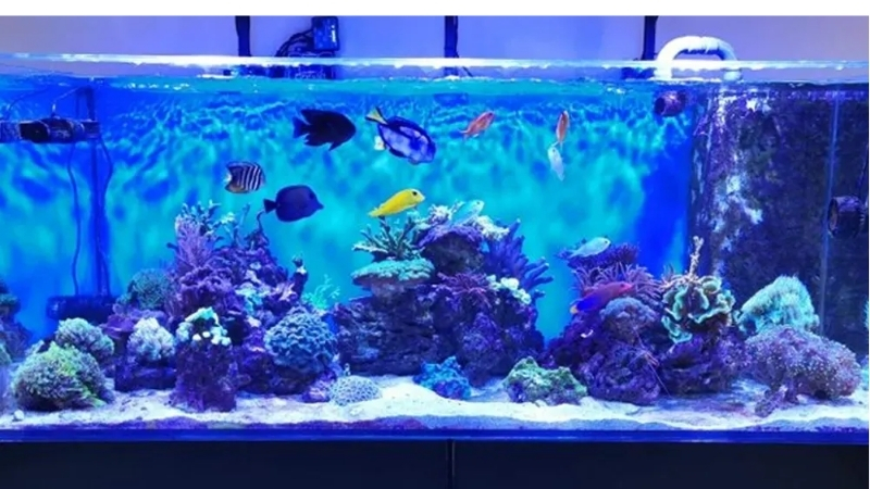best reef safe aquarium light for corals
