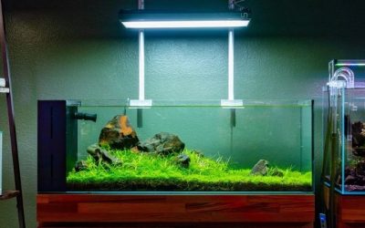 Best Rimless AIO Tank for a Desk Reef: Top Tested Picks