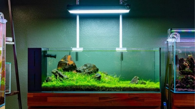 best rimless aio tank for a desk reef