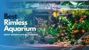 Best Rimless Aquarium for a First Tank: Top Expert Picks
