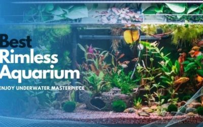 Best Rimless Aquarium for a First Tank: Top Expert Picks