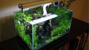 Best Rimless Aquarium for a Living Room: Top Design Picks
