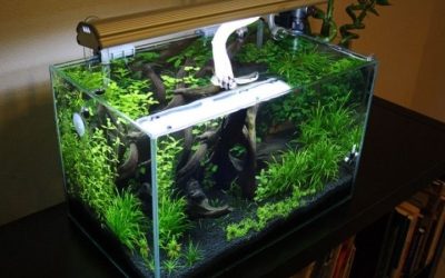 Best Rimless Aquarium for a Living Room: Top Design Picks
