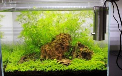 Best Rimless Aquarium for a Planted Setup: Top Picks Guide