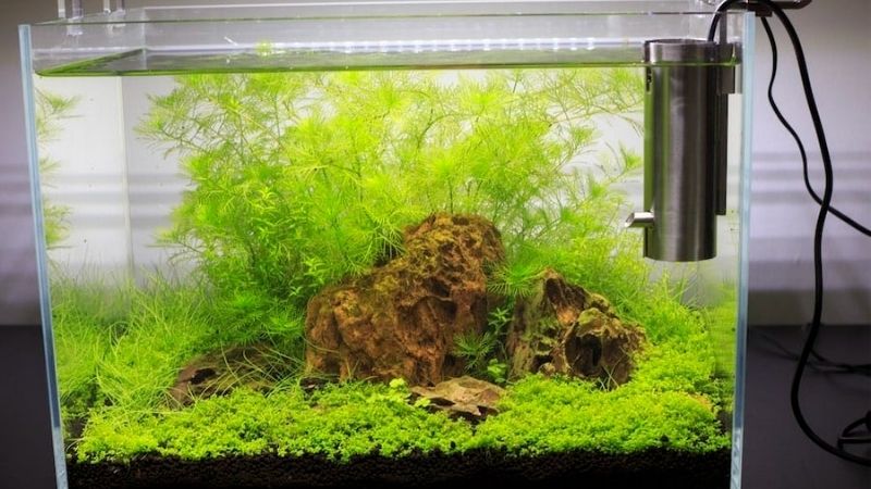 best rimless aquarium for a planted setup