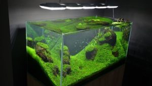 Best Rimless Aquarium for a Small Apartment: Compact Picks