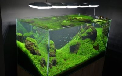 Best Rimless Aquarium for a Small Apartment: Compact Picks