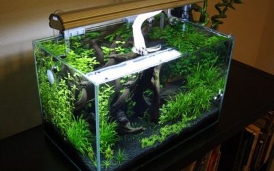 Best Rimless Aquarium for a Turtle: Top Expert Picks Guide