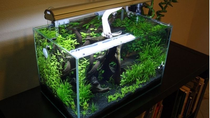 best rimless aquarium for a turtle