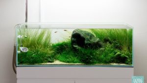 Best Rimless Aquarium for Beginners: Easy Starter Picks