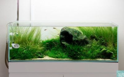 Best Rimless Aquarium for Beginners: Easy Starter Picks