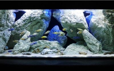 Best Rimless Aquarium for Cichlids: Top Expert Picks Guide