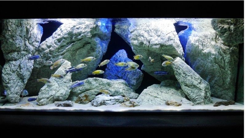 best rimless aquarium for cichlids