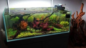 Best Rimless Aquarium for Goldfish: Top Spacious Picks Guide