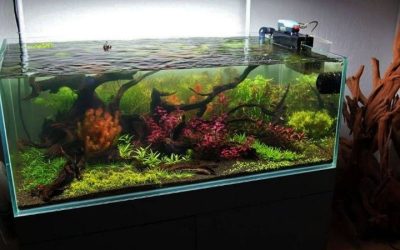 Best Rimless Aquarium for Goldfish: Top Spacious Picks Guide