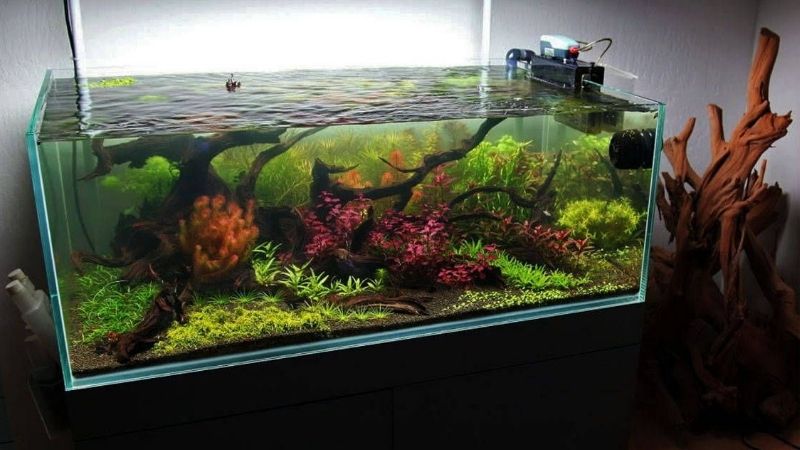 best rimless aquarium for goldfish