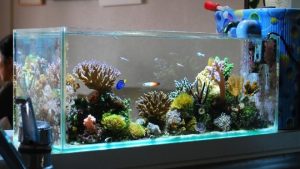 Best Rimless Aquarium for Kids: Safer Family Tank Picks
