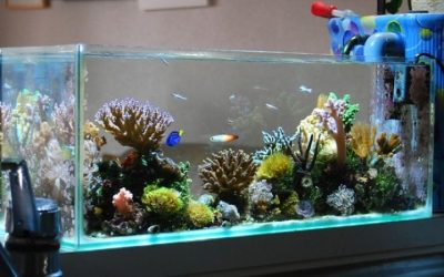 Best Rimless Aquarium for Kids: Safer Family Tank Picks