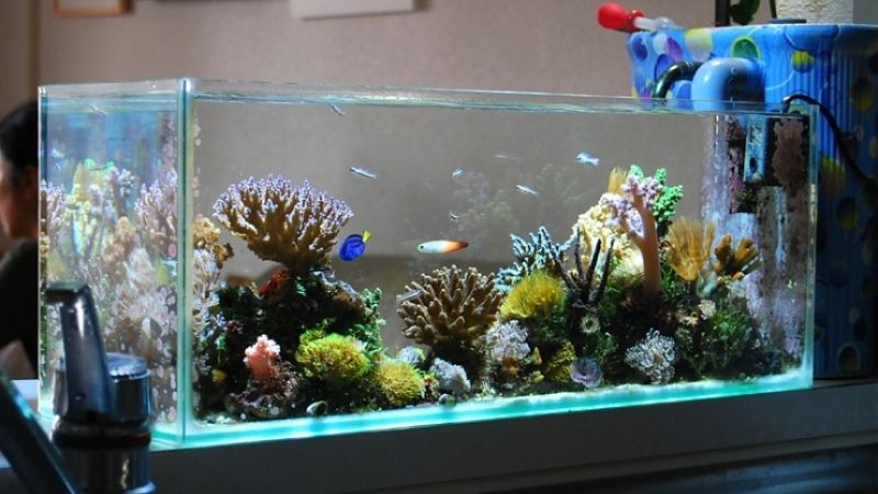 best rimless aquarium for kids