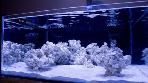 Best Rimless Aquarium for Saltwater: Reef Ready Top Picks