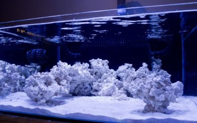 Best Rimless Aquarium for Saltwater: Reef Ready Top Picks