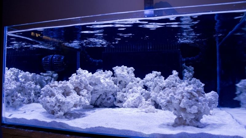 best rimless aquarium for saltwater