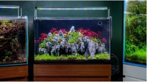 Best Rimless Aquarium for the Money: Smart Value Top Picks