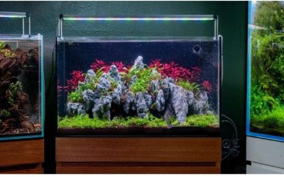 Best Rimless Aquarium for the Money: Smart Value Top Picks