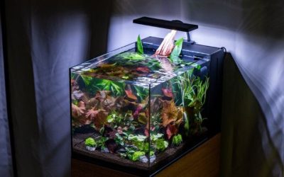 Best Rimless Aquarium Setup Checklist: Expert Setup Guide